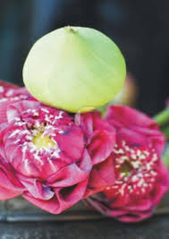 Image result for Dissotis melleri