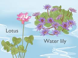 Image result for Lotus