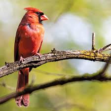 Wings have conspicuous white patches. A Bird S Eye View Of North Carolina A Photo Essay Our State