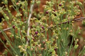 Image result for Thamnosma rhodesica