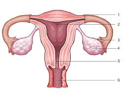 If you like female parts, you may also like: Identify And Label The Numbered Parts Of The Female Reproductive System In The Diagram Brainly Com