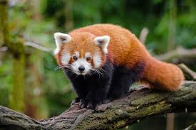 From tropical to the alpines, give looking at sikkim wildlife richness, which possess more than 4000 species of; Top 48 Places To Visit In Sikkim In 2021 Updated With Photos