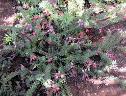 Image result for Melhania prostrata