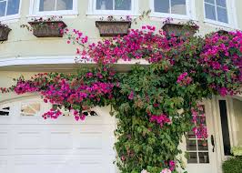 Image result for Bougainvillea
