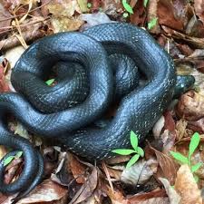 These slithery residents certainly aren. Va Wildlife Management Creates Snake Identification Hotline Wset