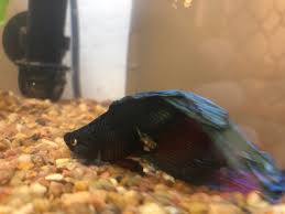 Knowing the right betta ich treatment is often the difference between life and death for your betta! Betta Fish Does Anyone Know What This Whitish Growth Is On My Beta 1 5 Years Old And Has Not Been Eating And Is Unable To Swim Properly Betta Fish Betta Fish