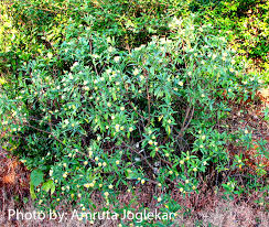 Image result for Gnidia chrysantha