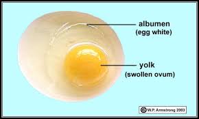 There are at least several biological cells larger than an ostrich egg, despite the fact that even many scientists and laypeople believe the ostrich egg is indeed the biggest. Lab Manual Exercise 1