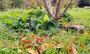 Jun 06, 2020 · 5 common trees with edible leaves; Boost Your Fruit Trees This Autumn Edible Backyard