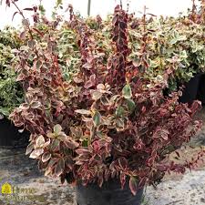 Image result for Euonymus fortunei