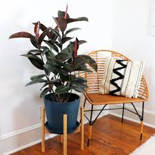 Image result for ficus elastica flower