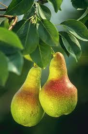 Early Gold Pear