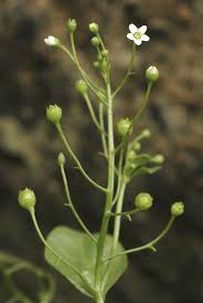 Image result for Samolus