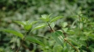 Image result for Pouzolzia