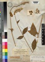 Image result for Cyathula cylindrica