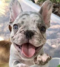 Our family has been breeding english bulldogs & french bulldogs for 15 years in southern california. Doggy Dogs Bulldog Puppies French Bulldog Puppies Merle French Bulldog