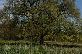 Arealul natural protejat are 120 de hectare de pajiste, din care 70 de hectare sunt acoperite de o rezervatie de stejari seculari, unici in. Platoul Breite Modernism