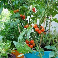 Some tomato varieties, primarily dwarf and determinate varieties, are suitable for container gardening. Bonnie Plants 19 3 Oz In Pot Tomato Husky Cherry Red Plant Lowes Com Growing Tomatoes Growing Tomato Plants Growing Vegetables