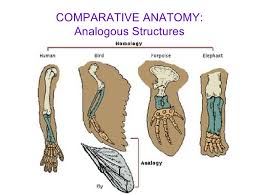 Comparative anatomy comparative anatomy o is the study of anatomical structures and evolutionary relationships. Comparative Anatomy