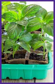 View the top 5 soil for seed starting of 2021. Potting Soil Vs Seed Starting Mix Together Time Family