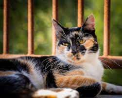 In this video i am going to tell you 10 amazing calico cats facts that i am sure you didn't know before.calico cats are amazing.they are beautiful, they are. Do Calico Cats Go Into Heat Why They Can T Be Bred Feline Follower