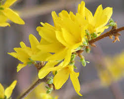 Forsythia Spring Flowers Yellow Flowers Forsythia