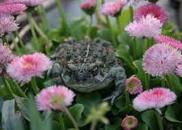 Check spelling or type a new query. Attract Toads To Your Garden Wildflower Yard