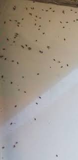 Check spelling or type a new query. Invazie De Tigrul Platanului La PloieÈ™ti Au Devenit Insuportabile Te Umpli Instantaneu De Insecte Observatorul Prahovean
