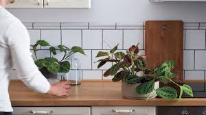 Image result for z p%u0159ednice jedovat 