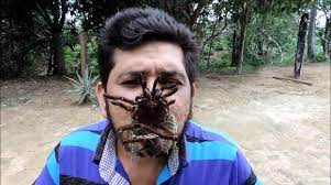 Dessa vez vou falar sobre a aranha golias comedora de pássaros, a maior aranha do mundo! Newsflare Aranha Golias Sentada Em Dadeira