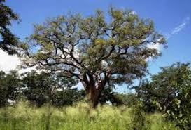 Image result for Haumaniastrum venosum