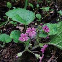 Image result for Primulaceae