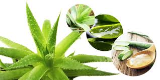 Pin On Plants
