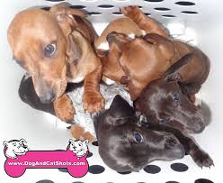 Dachshund puppies for sale in ny dachshund puppies for sale in new york can be had in many ways and … Low Cost Dog And Cat Shots In Northern California Dachshund Archives Page 4 Of 5 Low Cost Dog And Cat Shots In Northern California