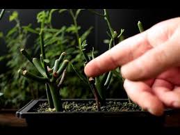 We've read that in the winter it needs little to no water so we've limited it. Tamarix Bonsai Update Mar 2017 Youtube Bonsai Techniques Bonsai Pencil Cactus