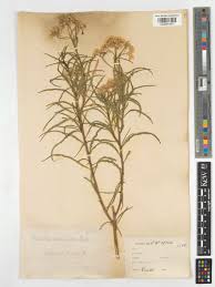 Image result for Psiadia punctulata