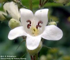 Image result for Scrophulariaceae