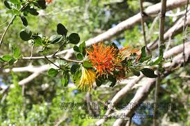 Image result for Loranthaceae