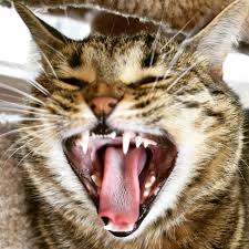 Check spelling or type a new query. Https Imgur Com Gallery Vwzjz Daily Https Imgur Com Htpicpw Jpg Https Imgur Com Gqtbo8j Jpg Https Imgur Com Y6h1hud Jpg Https Imgur Com Jtrbcoe Jpg Https Imgur Com 3cibu9v Jpg Https Imgur Com Wzjrsox Jpg 2018 03 27t18 00 07 851z Https