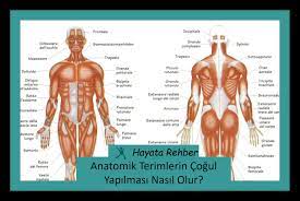 anatomik terimlerin cogul yapilmasi nasil olur anatomi egitim rehber