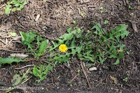 Woodsorrel is more likely to create problems in your lawn, while. 7 Common Weeds With Identification Pictures Hoosier Homemade