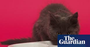 As a last resort option, if you have run out of cat food you can give your pet a frankfurt sausage. Why Is There No Pork Cat Food Cats The Guardian