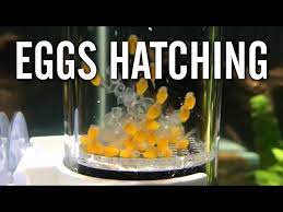 Bristlenose Pleco Eggs Hatching Youtube