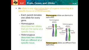 Join the amoeba sisters as they discuss the terms gene and allele in context of a gene involved in ptc (phenylthiocarbamide). 6 4 Traits Genes And Alleles Youtube
