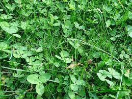 The arachnids in question (bryobia praetiosa koch) feed upon clovers and grasses. How Can I Rid Lawn Of This Type Of Clover