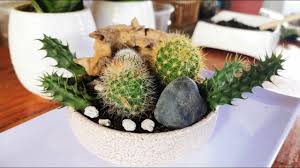 The creative possibilities for your own imaginative cactus dish garden scheme are endless. Cactus Dish Garden Asmr Dish Gardening Asmr Cactus Plants Youtube