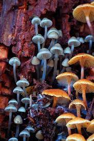 Tantas Cores Stuffed Mushrooms Magical Mushrooms Wild Mushrooms