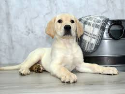 Labrador retriever puppy for sale in mansfield, mo, usa. Labrador Retriever Puppies Petland Lewis Center