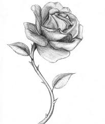 6 september at 01:45 ·. Croquis De Rose Au Crayon Ouverte Avec Epines Et Feuilles Exemple Comment Dessiner Une Rose Real Fiori Disegnati A Matita Disegno Di Fiori Disegno Di Una Rosa