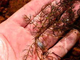 Image result for Ceratophyllaceae